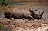 white Rhinoceros