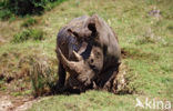 white Rhinoceros