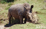 white Rhinoceros