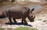 white Rhinoceros