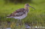 Eurasian Curlew (Numenius arquata) 