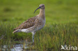 Eurasian Curlew (Numenius arquata) 