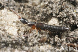 Xantholinus gallicus