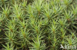 Zandhaarmos (Polytrichum juniperinum)