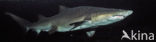 sandtiger shark (Odontaspis taurus)