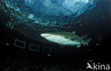 sandtiger shark (Odontaspis taurus)