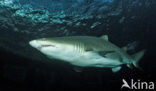 sandtiger shark (Odontaspis taurus)