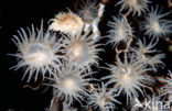 Colonial anemone (Amphianthus sp)