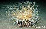 Tube anemone (Cerianthus spec)