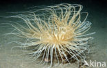 Zeeanemoon (Cerianthus spec)