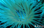 Tube sea anemone