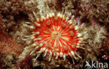 False plum anemone (Pseudactinia flagellifera)