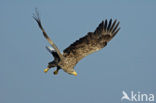 Zeearend (Haliaeetus albicilla)