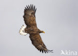 Zeearend (Haliaeetus albicilla)