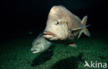 Daggerhead seabream (Chrysoblephus cristiceps)