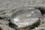 sea gooseberry (Pleurobrachia pileus)