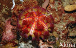 Fire Urchin (Asthenosoma varium)