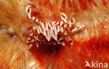 Fire Urchin (Asthenosoma varium)