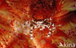 Fire Urchin (Asthenosoma varium)