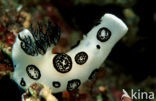 Sea Slug (Jorunna funebris)