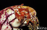 sea slug (Chromodoris sp.)