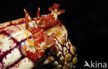 sea slug (Chromodoris sp.)