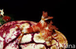 sea slug (Chromodoris sp.)