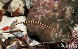 Banded Pipefish (Doryrhamphus dactyliophorus)