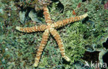 starfish (Asterias spec)