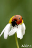 Zevenstippelig lieveheersbeestje (Coccinella septempunctata