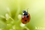 Zevenstippelig lieveheersbeestje (Coccinella septempunctata