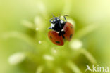 Zevenstippelig lieveheersbeestje (Coccinella septempunctata