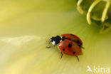 Zevenstippelig lieveheersbeestje (Coccinella septempunctata