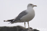 Zilvermeeuw (Larus argentatus)