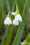 Zomerklokje (Leucojum aestivum) 