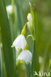 Zomerklokje (Leucojum aestivum) 