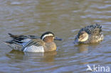 Garganey (Anas querquedula)