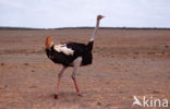 South African Ostrich (Struthio camelus australis)