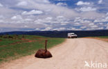 South African Ostrich (Struthio camelus australis)