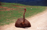 Zuid-Afrikaanse struisvogel (Struthio camelus australis)