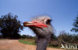 South African Ostrich (Struthio camelus australis)