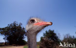 South African Ostrich (Struthio camelus australis)