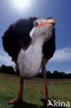 Zuid-Afrikaanse struisvogel (Struthio camelus australis)