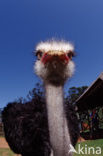 South African Ostrich (Struthio camelus australis)