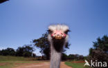 South African Ostrich (Struthio camelus australis)