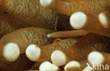 Mushroom coral pipefish (Siokunichthys nigrolineatus)