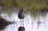 Zwarte Ruiter (Tringa erythropus)