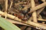 Zwartrugbosmier (Formica pratensis)