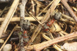 Zwartrugbosmier (Formica pratensis)