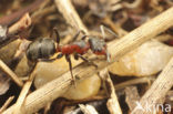 Zwartrugbosmier (Formica pratensis)